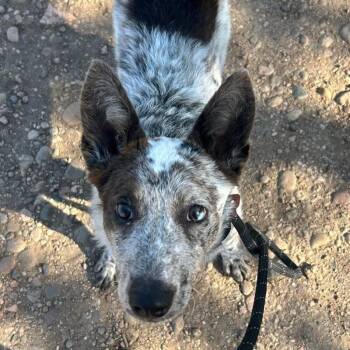 Strawberry Jam -  Cattle Dog and Mixed Breed Dog for Adoption in Fort Collins, Colorado - Strawberry Jam | PetCurious