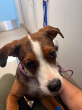 Shiloh -  Hound Dog for Adoption in Bloomington, Indiana - Shiloh | PetCurious