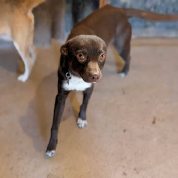 Rescue Chihuahua and Mixed Breed Dogs for Adoption in Grand Junction, Colorado - Randy | PetCurious