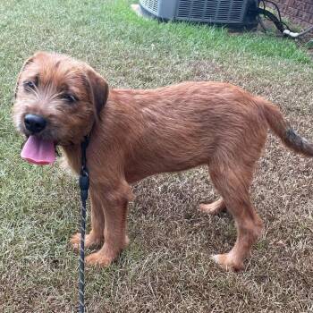 Scruff -  Wirehaired Terrier Dog for Adoption in Enterprise, Alabama - Scruff | PetCurious
