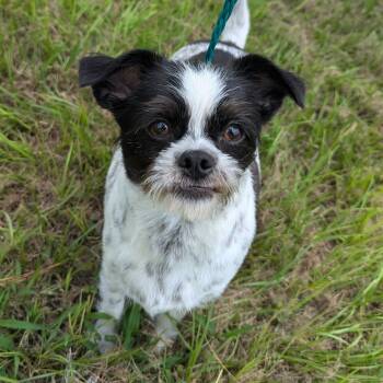 Rescue Shih Tzu and Terrier Dogs for Adoption in Houston, Texas - Mozzie | PetCurious