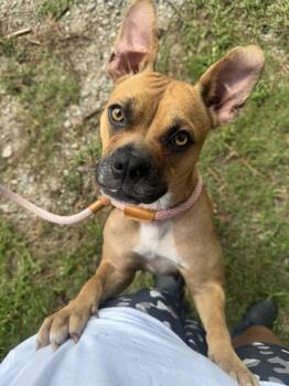 Lil Mama -  Mixed Breed Dog for Adoption in Myrtle Beach, South Carolina - Lil Mama | PetCurious