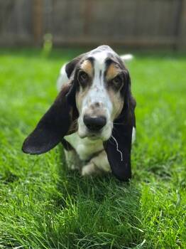 Otis -  Basset Hound Dog for Adoption in Brookville, Ohio - Otis | PetCurious