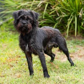 LITTLE MAN -  Scottish Terrier and Mixed Breed Dog for Adoption in Camarillo, California - LITTLE MAN | PetCurious