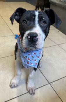 Rescue Pit Bull Terrier and Mixed Breed Dogs for Adoption in Seneca, South Carolina - Dojo | PetCurious