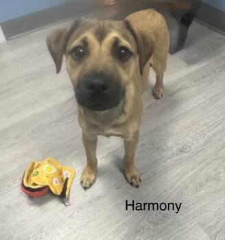 Shepherd Dogs Available for Adoption in Ulster, Pennsylvania - Harmony | PetCurious
