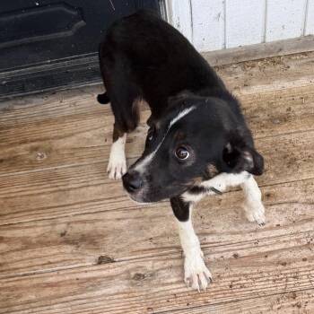 Birmingham -  Mixed Breed Dog for Adoption in Pine Bluff, Arkansas - Birmingham | PetCurious