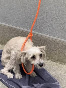 BOOBOO BEAR -  Poodle and Dachshund Dog for Adoption in Las Vegas, Nevada - BOOBOO BEAR | PetCurious