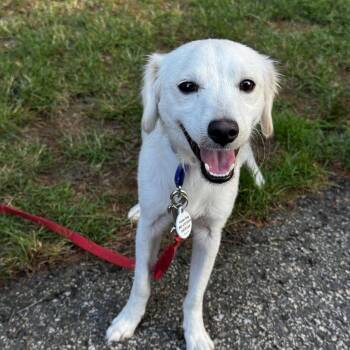 Woody -  Retriever Dog for Adoption in Portland, Maine - Woody | PetCurious