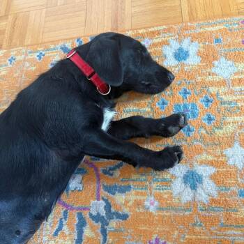 Dream Ahead -  Black Labrador Retriever and Poodle Dog for Adoption - Dream Ahead | PetCurious