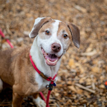 Rescue Mixed Breed Dogs for Adoption in Chamblee, Georgia - Speck -IN FOSTER | PetCurious