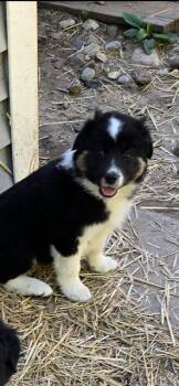 JOLENE -  Australian Shepherd and Border Collie Dog for Adoption in Newaygo, Michigan - JOLENE | PetCurious