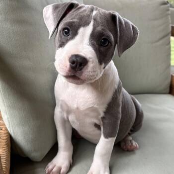 Poppy -  Terrier Dog for Adoption in Cornelius, North Carolina - Poppy | PetCurious