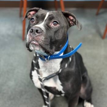 Rescue Pit Bull Terrier and Boxer Dogs for Adoption in Idaho Falls, Idaho - Luna | PetCurious