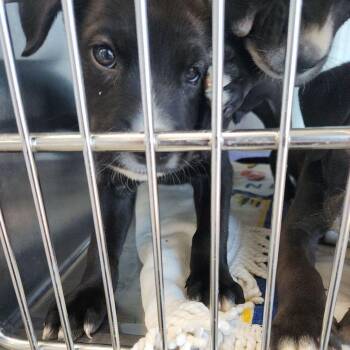 Barbie -  Labrador Retriever Dog for Adoption in Kingman, Arizona - Barbie | PetCurious