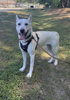 Sharlie -  White German Shepherd and Mixed Breed Dog for Adoption in Conway, South Carolina - Sharlie | PetCurious