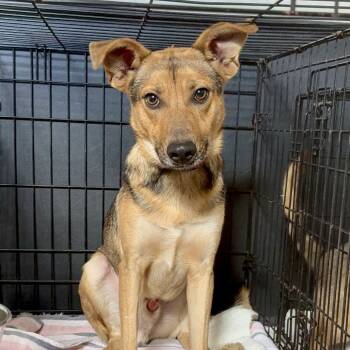 Rescue Mixed Breed Dogs for Adoption in Otisfield, Maine - Sultan | PetCurious