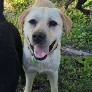 Dude -  Labrador Retriever Dog for Adoption in Wappingers Falls, New York - Dude | PetCurious