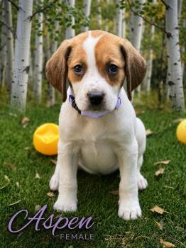 Aspen -  Hound Dog for Adoption in Collingswood, New Jersey - Aspen | PetCurious