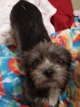 Hoho -  Terrier Dog for Adoption in Aurora, Illinois - Hoho | PetCurious