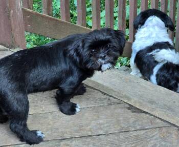 Oscar -  Shih Tzu Dog for Adoption in Hinckley, Illinois - Oscar | PetCurious
