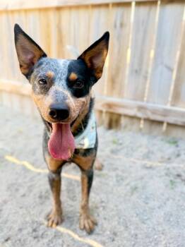 Bandit -  Cattle Dog Dog for Adoption in Muskegon, Michigan - Bandit | PetCurious