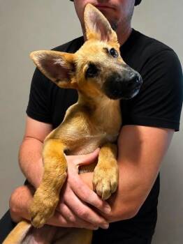 Aires -  German Shepherd Dog Dog for Adoption in Palm Harbor, Florida - Aires | PetCurious