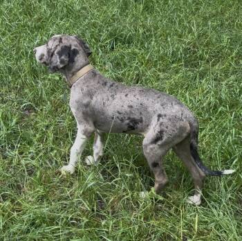 Catahoula Leopard Dog Dogs Available for Adoption in Olive Branch, Mississippi - Rufus | PetCurious