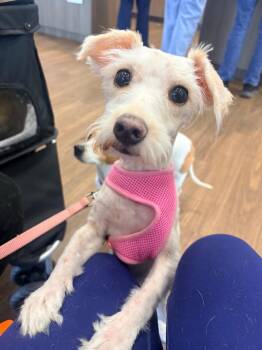MIA -  Miniature Schnauzer Dog for Adoption in Brooksville, Florida - MIA | PetCurious