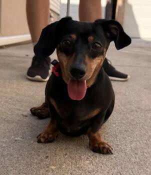 Arabella -  Dachshund Dog for Adoption in New York, New York - Arabella | PetCurious
