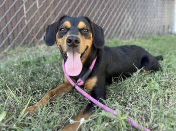 Rescue Mixed Breed Dogs for Adoption in Ridgefield, Connecticut - Renegade Jr. | PetCurious