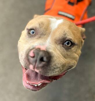 ARGOS- Needs a forever home -  Terrier Dog for Adoption in Birmingham, Michigan - ARGOS- Needs A Forever Home | PetCurious