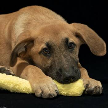 Gunner (Coming Soon) -  German Shepherd Dog Dog for Adoption in Bonifay, Florida - Gunner (Coming Soon) | PetCurious
