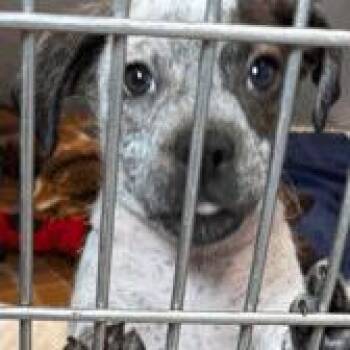 Rayon-Cohort -  Labrador Retriever and Cattle Dog Dog for Adoption in New York, New York - Rayon-Cohort | PetCurious