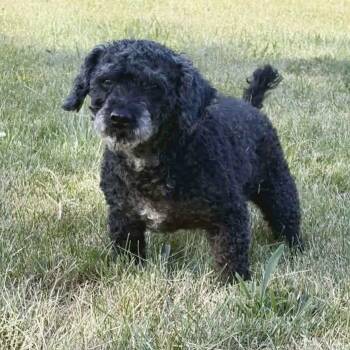 Louis -  Poodle Dog for Adoption in Hillsborough, North Carolina - Louis | PetCurious