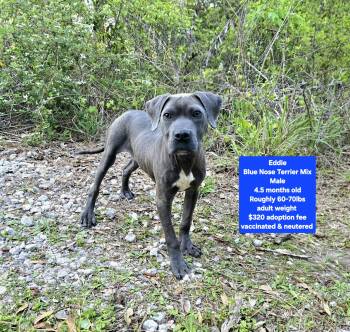 Pit Bull Terrier Dogs Available for Adoption - Eddie | PetCurious
