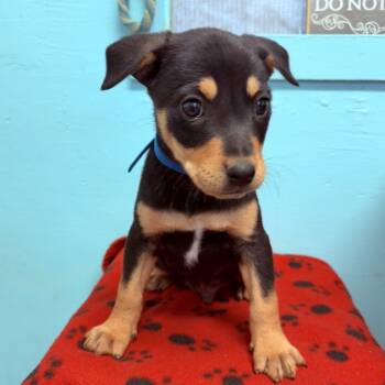 Rescue Corgi and Chihuahua Dogs for Adoption in Boerne, Texas - Calvin | PetCurious