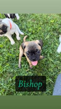 Bishop -  Pug and Beagle Dog for Adoption in Columbus, Ohio - Bishop | PetCurious