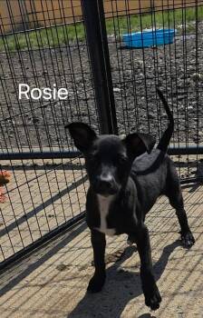 Rescue Chihuahua Dogs for Adoption in Muldrow, Oklahoma - Rosie | PetCurious