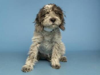 Cairn Terrier and Mixed Breed Dogs Available for Adoption in Phoenix, Arizona - TRIXIE | PetCurious