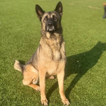 Taylor Sniff 8873 -  German Shepherd Dog and None Dog for Adoption in Loxahatchee Groves, Florida - Taylor Sniff 8873 | PetCurious