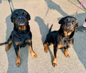 Rescue Rottweiler Dogs for Adoption in Dallas, Pennsylvania - MAYBELLINE | PetCurious