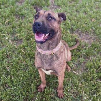 German Shepherd Dog and Belgian Shepherd Malinois Dogs Available for Adoption in Helena, Alabama - Raksha | PetCurious