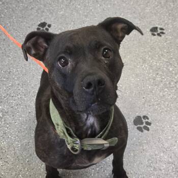 Sadie -  Pit Bull Terrier and Labrador Retriever Dog for Adoption in Watertown, New York - Sadie | PetCurious