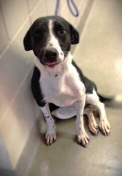 Rescue Border Collie Dogs for Adoption in Kearney, Nebraska - Kenna | PetCurious