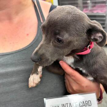 Juliett -  Mixed Breed Dog for Adoption in Fredericksburg, Virginia - Juliett | PetCurious