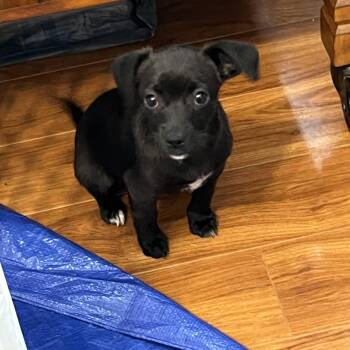 Rescue Dachshund and Spaniel Dogs for Adoption in York, South Carolina - Sam | PetCurious