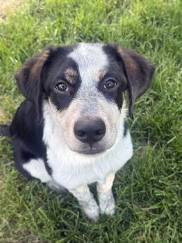 THUNDER -  Australian Cattle Dog Blue Heeler Dog for Adoption in Broomfield, Colorado - THUNDER | PetCurious