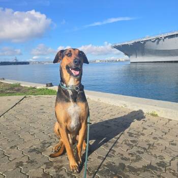 Doberman Pinscher Dogs Available for Adoption - Travis | PetCurious