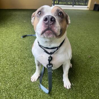 Watson -  American Bulldog Dog for Adoption in West Palm Beach, Florida - Watson | PetCurious